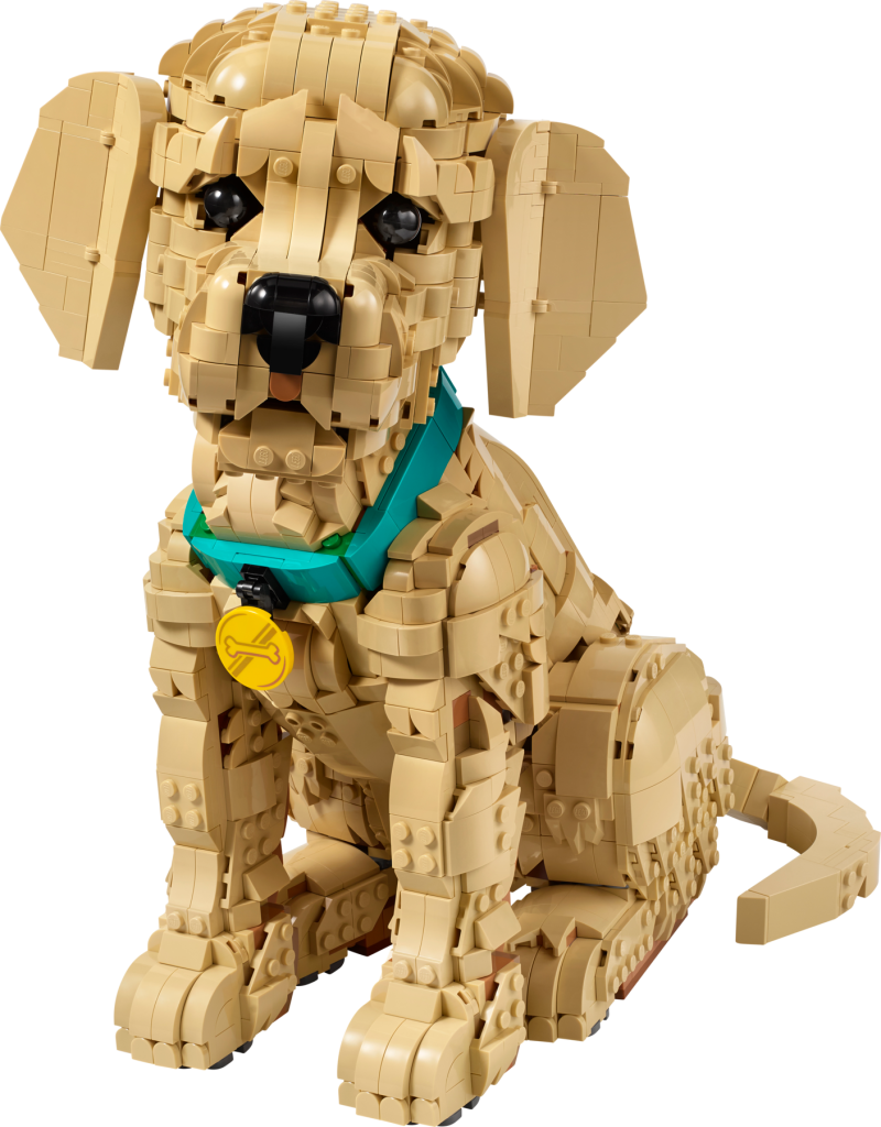 11384 Golden Retriever Welpe